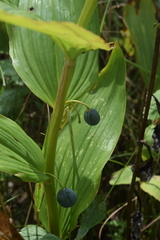 Polygonatum humile