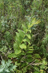 Polygonatum humile