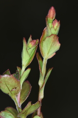 Epilobium chlorifolium