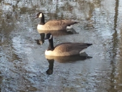 Branta canadensis