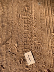 Cephalophorus natalensis
