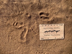 Cephalophorus natalensis