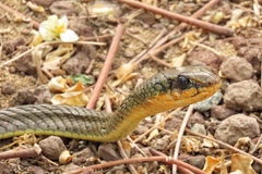Psammophis