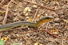 Psammophis