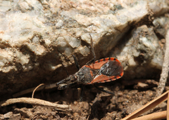 Rhynocoris ventralis