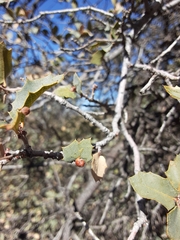 Andricus reticulatus