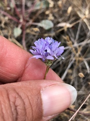 Gilia capitata capitata