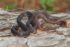 Masticophis flagellum flagellum