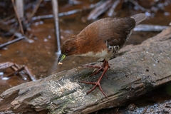 Laterallus leucopyrrhus