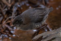 Laterallus leucopyrrhus