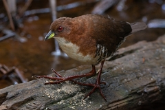 Laterallus leucopyrrhus