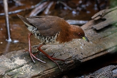 Laterallus leucopyrrhus