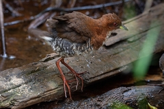 Laterallus leucopyrrhus