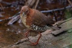 Laterallus leucopyrrhus