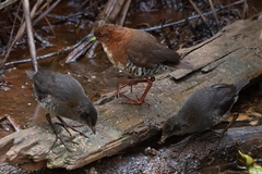 Laterallus leucopyrrhus