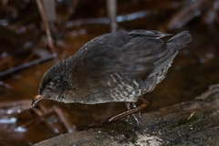 Laterallus leucopyrrhus