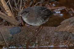 Laterallus leucopyrrhus