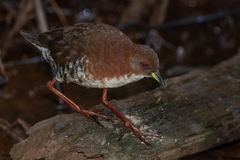 Laterallus leucopyrrhus