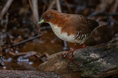 Laterallus leucopyrrhus