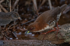 Laterallus leucopyrrhus