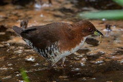 Laterallus leucopyrrhus