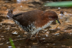 Laterallus leucopyrrhus