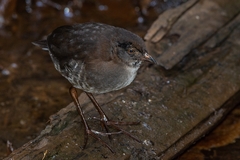 Laterallus leucopyrrhus