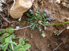 Teesdalia coronopifolia