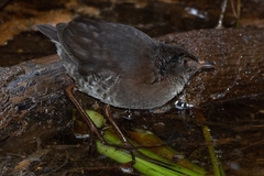 Laterallus leucopyrrhus