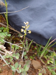 Teesdalia coronopifolia