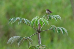 Ammodramus humeralis