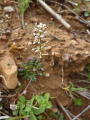 Teesdalia coronopifolia