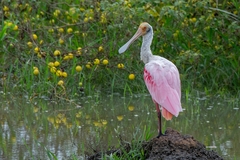 Platalea ajaja