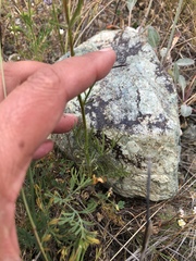 Gilia capitata capitata