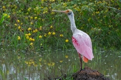 Platalea ajaja