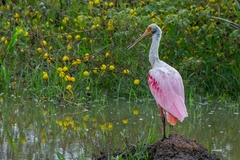 Platalea ajaja