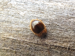 Adoxellus flavihirtus