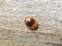 Adoxellus flavihirtus