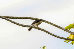 Accipiter poliogaster