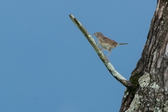 Ammodramus humeralis