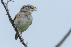 Ammodramus humeralis