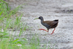 Pardirallus sanguinolentus
