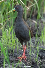 Pardirallus sanguinolentus