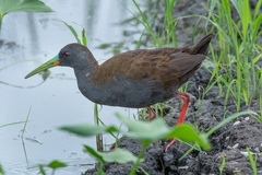 Pardirallus sanguinolentus