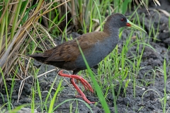 Pardirallus sanguinolentus
