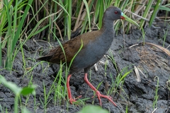Pardirallus sanguinolentus
