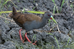 Pardirallus sanguinolentus
