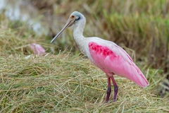 Platalea ajaja