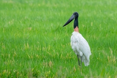 Jabiru mycteria