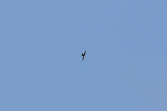 Panyptila cayennensis